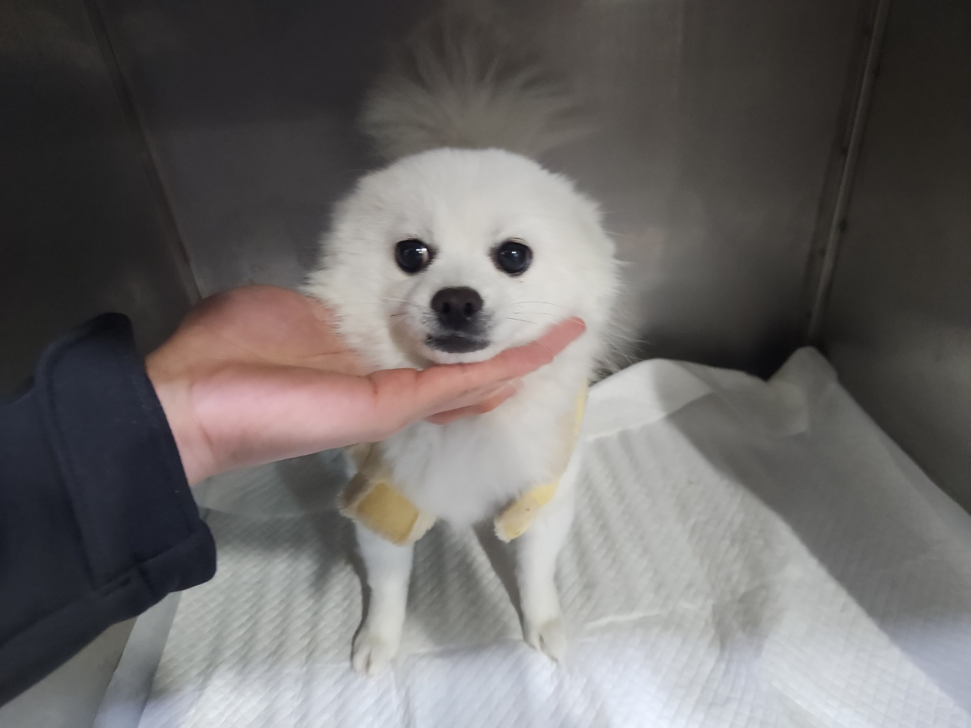 보호중 포메라니안의…